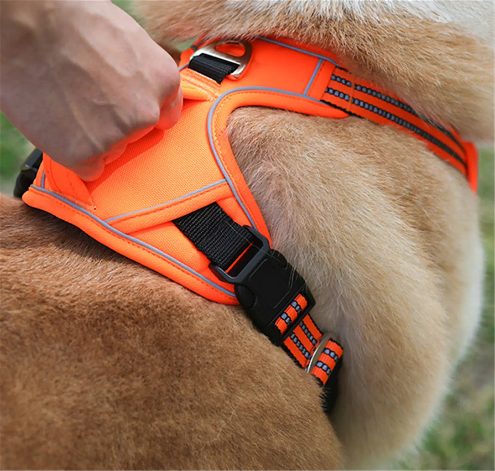 Sturdy All-Weather Adventure Dog Harness